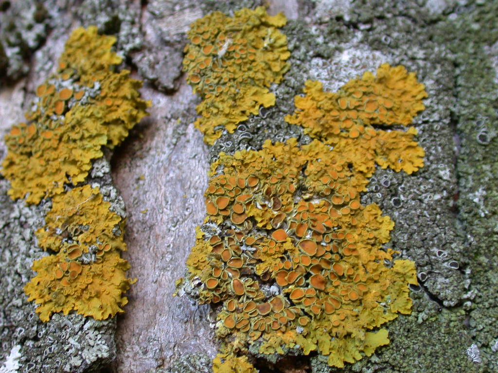 Xanthoria parietina - Licheni in Abruzzo n1...